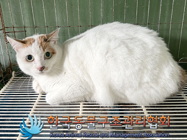 한국동물구조관리협회_411315202300486
